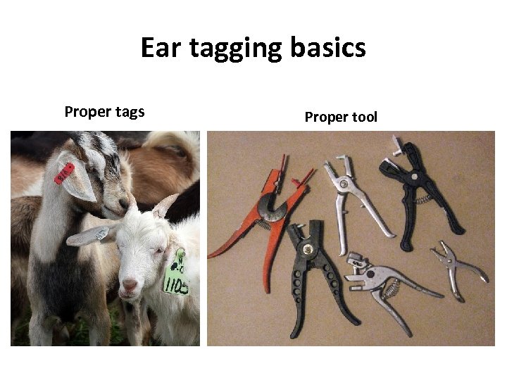 Ear tagging basics Proper tags Proper tool 