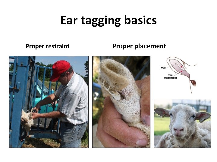 Ear tagging basics Proper restraint Proper placement 