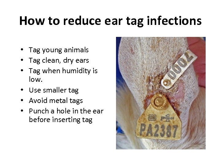 How to reduce ear tag infections • Tag young animals • Tag clean, dry