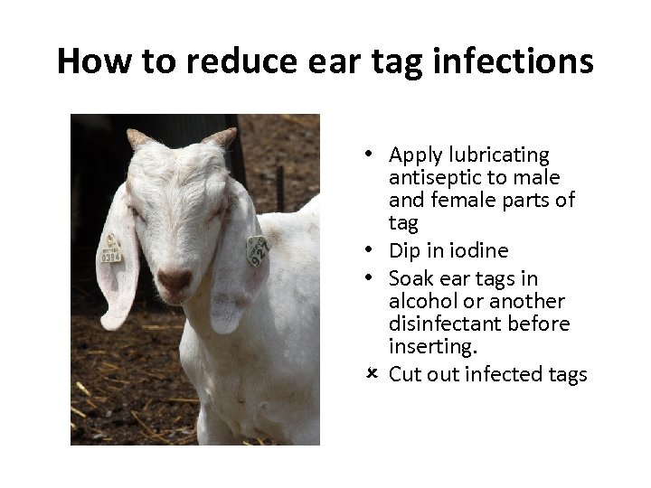 How to reduce ear tag infections • Apply lubricating antiseptic to male and female