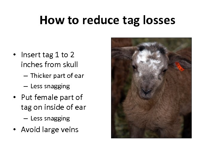 How to reduce tag losses • Insert tag 1 to 2 inches from skull