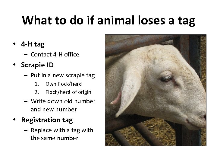 What to do if animal loses a tag • 4 -H tag – Contact