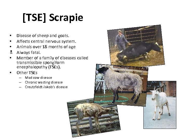 [TSE] Scrapie • • • Disease of sheep and goats. Affects central nervous system.