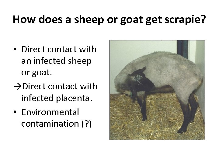 How does a sheep or goat get scrapie? • Direct contact with an infected