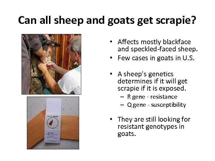 Can all sheep and goats get scrapie? • Affects mostly blackface and speckled-faced sheep.