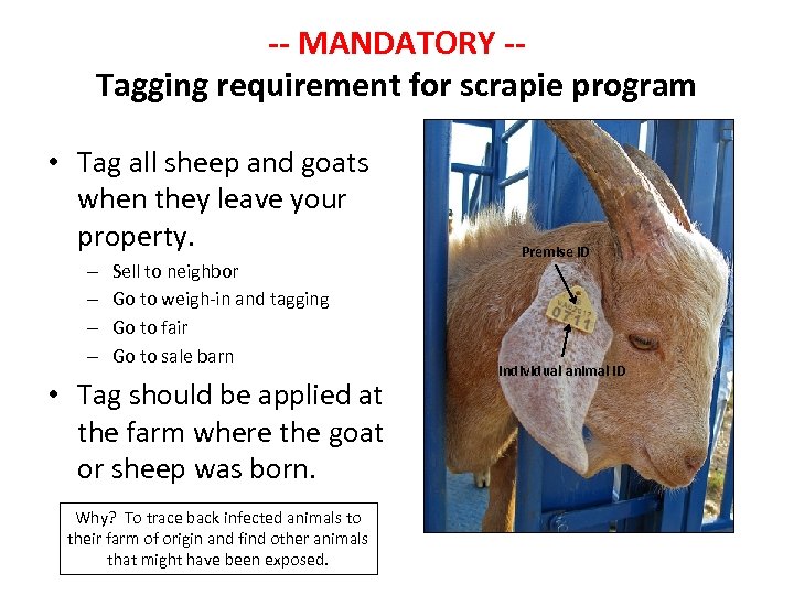 -- MANDATORY -Tagging requirement for scrapie program • Tag all sheep and goats when