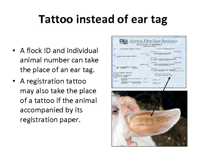 Tattoo instead of ear tag • A flock ID and individual animal number can