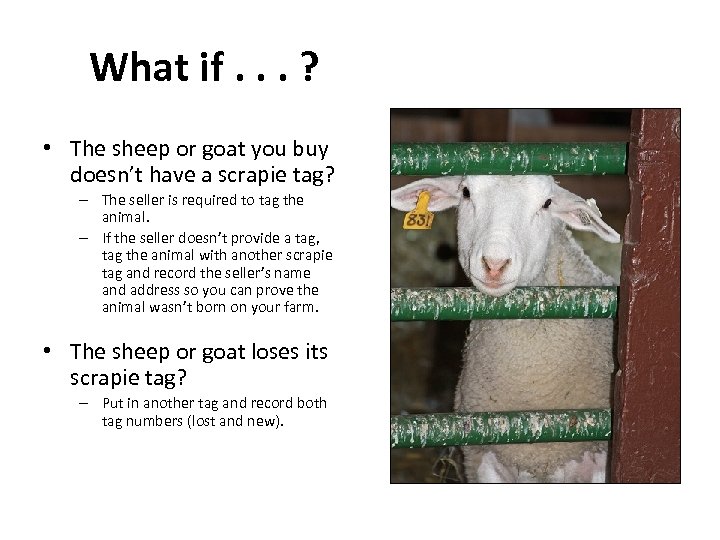 What if. . . ? • The sheep or goat you buy doesn’t have