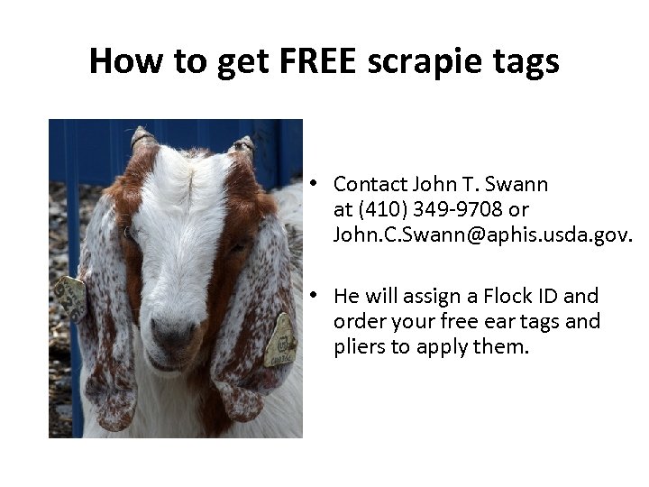 How to get FREE scrapie tags • Contact John T. Swann at (410) 349