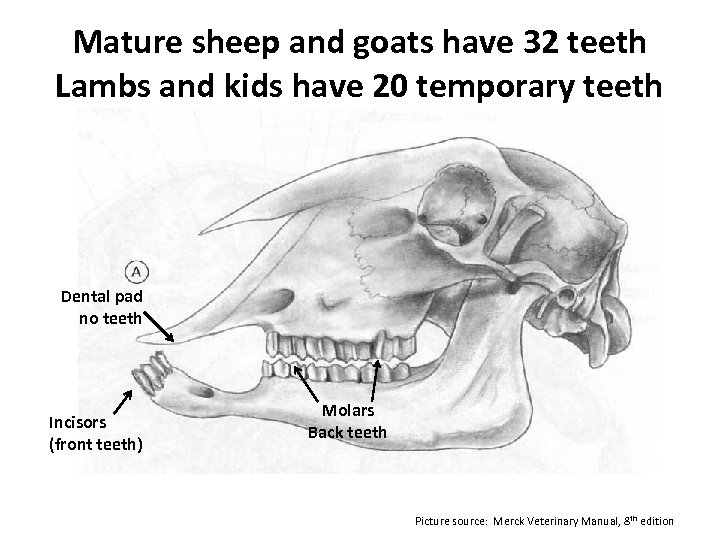 Mature sheep and goats have 32 teeth Lambs and kids have 20 temporary teeth