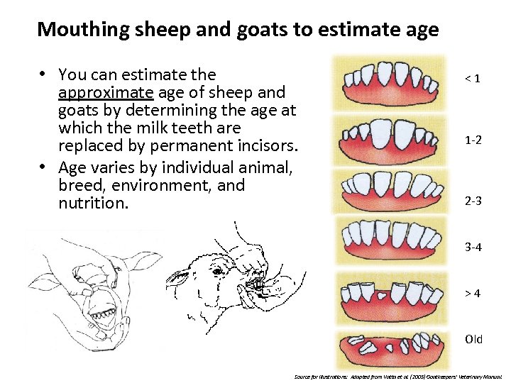 Mouthing sheep and goats to estimate age • You can estimate the approximate age