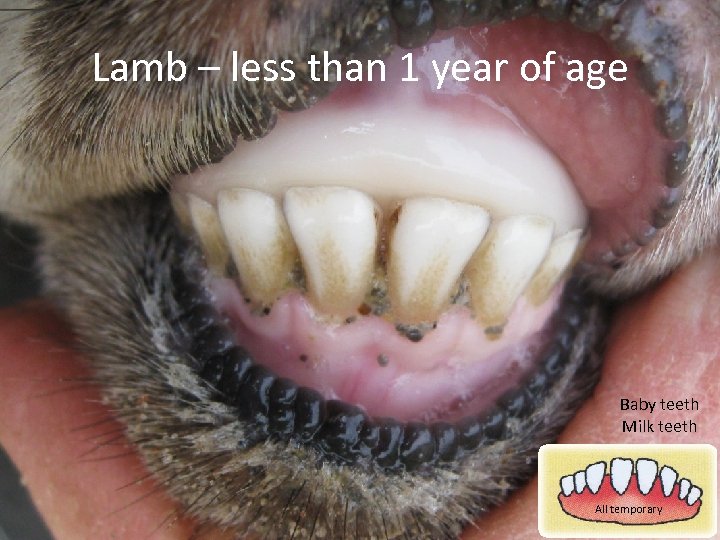 Lamb – less than 1 year of age Baby teeth Milk teeth All temporary