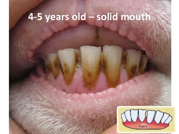 4 -5 years old – solid mouth 4 pairs 