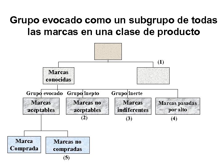 Grupo evocado como un subgrupo de todas las marcas en una clase de producto