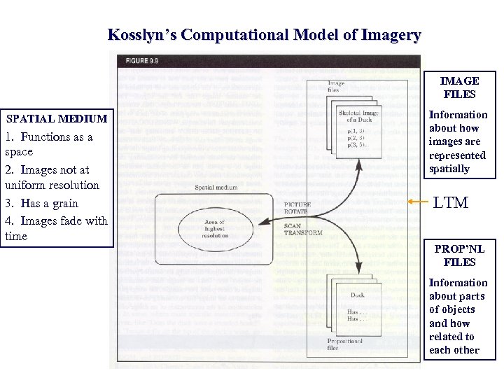 Kosslyn’s Computational Model of Imagery IMAGE FILES SPATIAL MEDIUM 1. Functions as a space