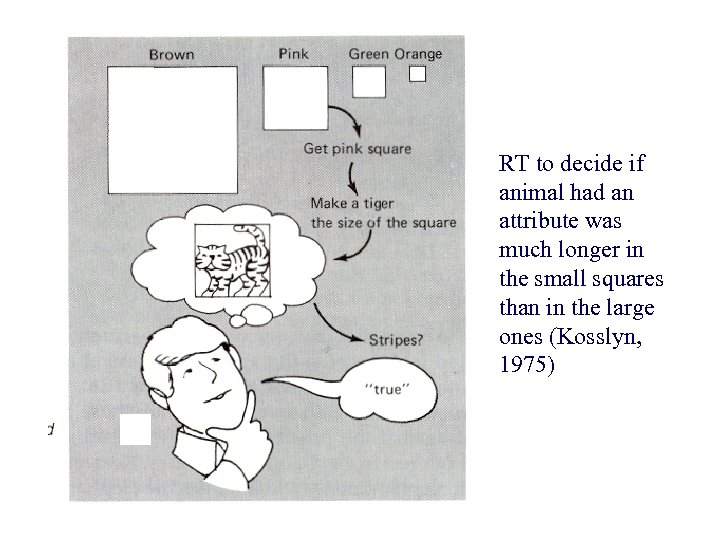 RT to decide if animal had an attribute was much longer in the small