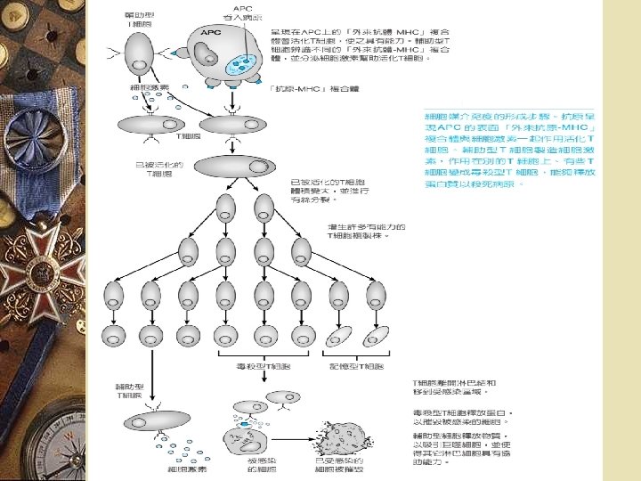 綜觀細胞媒介與 抗體媒介的免疫 反應，圖４－２３ 
