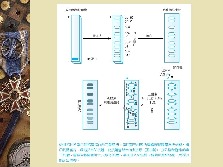 圖４－２６ （西方墨點法） 