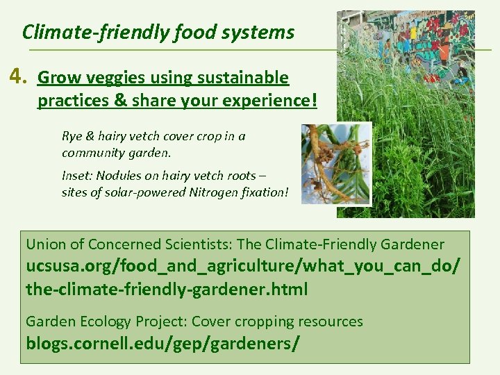 Climate-friendly food systems 4. Grow veggies using sustainable practices & share your experience! Rye