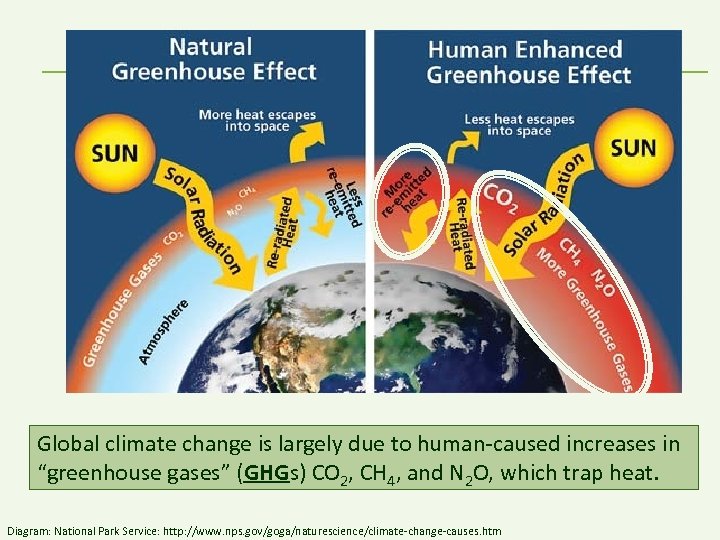 Global climate change is largely due to human-caused increases in “greenhouse gases” (GHGs) CO