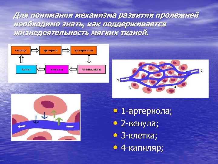 Для понимания механизма развития пролежней необходимо знать, как поддерживается жизнедеятельность мягких тканей. • 1