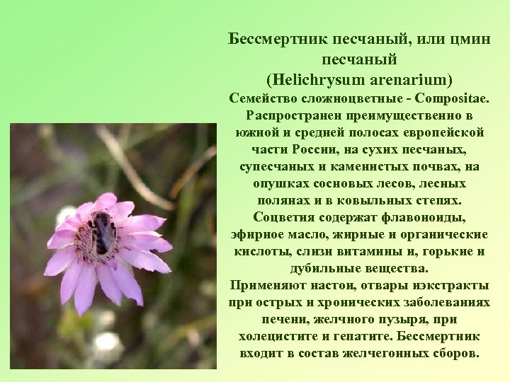 Бессмертник песчаный, или цмин песчаный (Helichrysum arenarium) Семейство сложноцветные - Compositae. Распространен преимущественно в