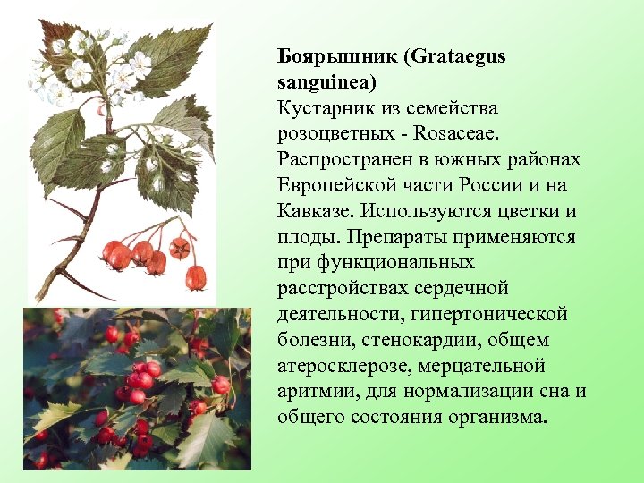 Боярышник (Grataegus sanguinea) Кустарник из семейства розоцветных - Rosaceae. Распространен в южных районах Европейской