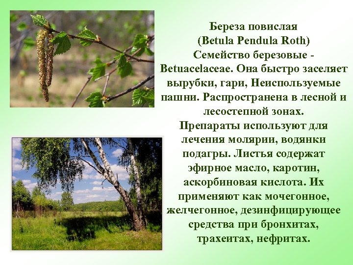 Береза повислая (Betula Pendula Roth) Семейство березовые Betuacelaceae. Она быстро заселяет вырубки, гари, Неиспользуемые