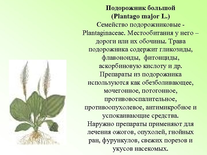 Подорожник большой (Plantago major L. ) Семейство подорожниковые Plantaginaceae. Местообитания у него – дороги