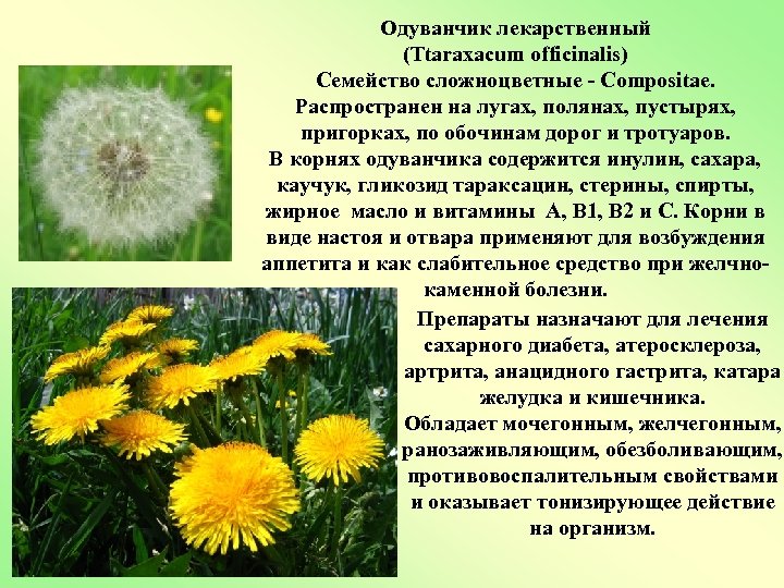 Одуванчик лекарственный (Ttaraxacum officinalis) Семейство сложноцветные - Compositae. Распространен на лугах, полянах, пустырях, пригорках,