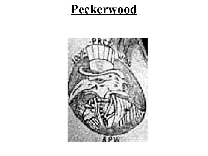 Peckerwood 