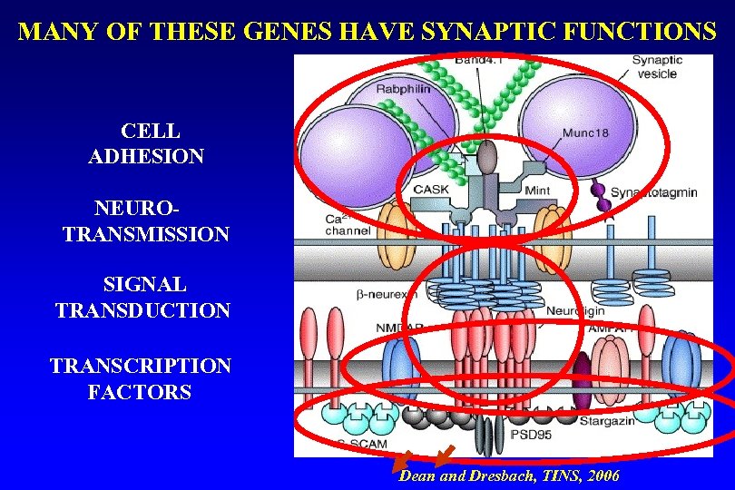 MANY OF THESE GENES HAVE SYNAPTIC FUNCTIONS presynaptic CELL ADHESION NEUROTRANSMISSION { Dendritic SIGNAL