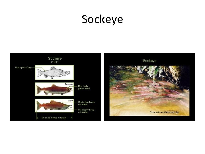 Sockeye 