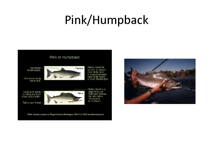 Pink/Humpback 