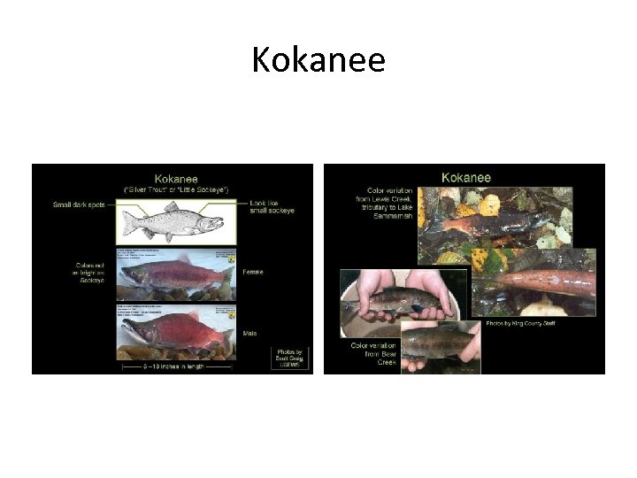 Kokanee 