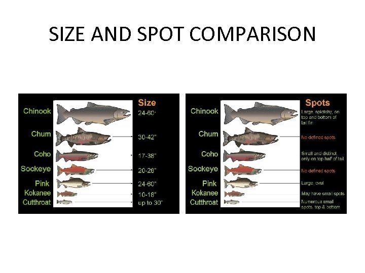 SIZE AND SPOT COMPARISON 