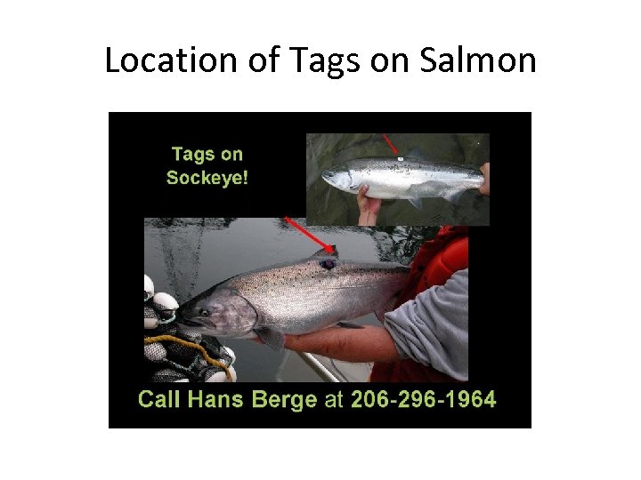 Location of Tags on Salmon 