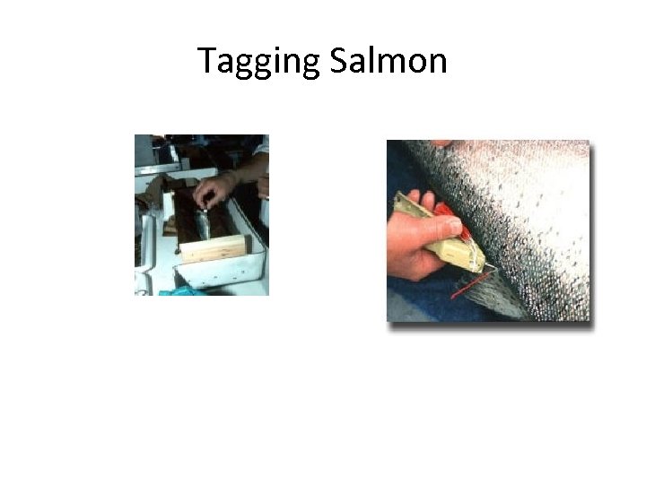 Tagging Salmon 