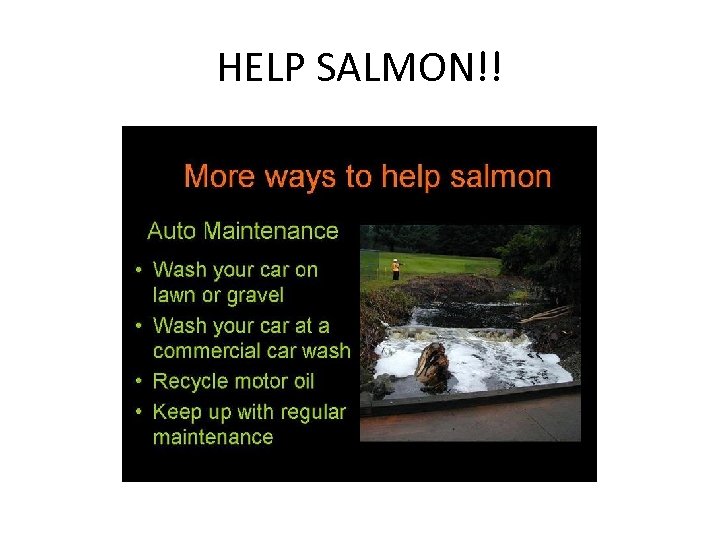 HELP SALMON!! 