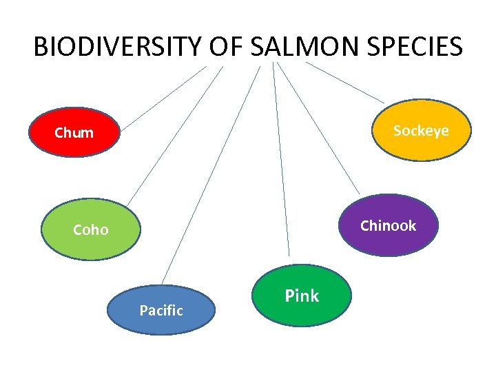 BIODIVERSITY OF SALMON SPECIES Sockeye Chum Chinook Coho Pacific Pink 