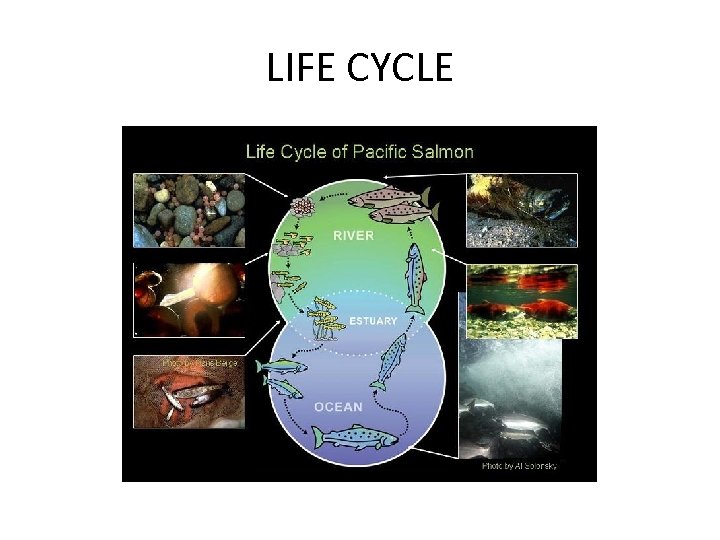 LIFE CYCLE 