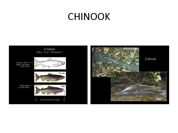 CHINOOK 