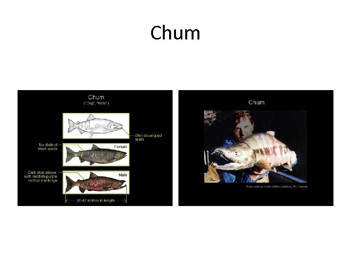 Chum 