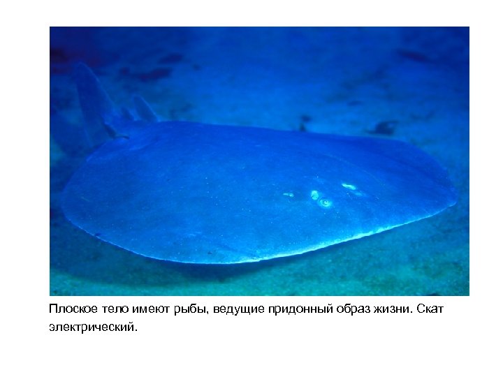 Плоское тело имеют рыбы, ведущие придонный образ жизни. Скат электрический. 
