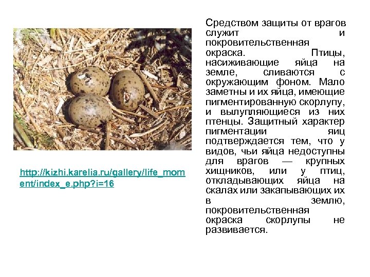 http: //kizhi. karelia. ru/gallery/life_mom ent/index_e. php? i=16 Средством защиты от врагов служит и покровительственная