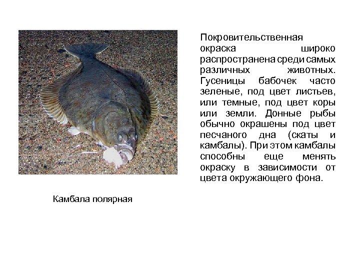 Покровительственная окраска широко распространена среди самых различных животных. Гусеницы бабочек часто зеленые, под цвет