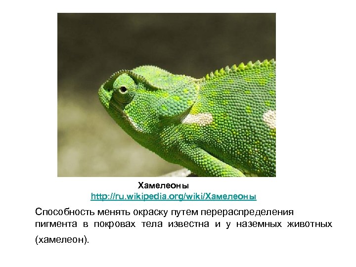 Хамелеоны http: //ru. wikipedia. org/wiki/Хамелеоны Способность менять окраску путем перераспределения пигмента в покровах тела