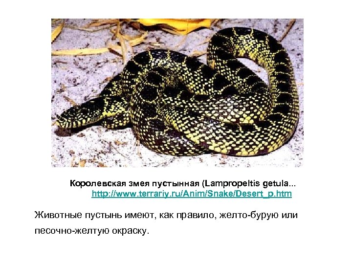 Королевская змея пустынная (Lampropeltis getula. . . http: //www. terrariy. ru/Anim/Snake/Desert_p. htm Животные пустынь
