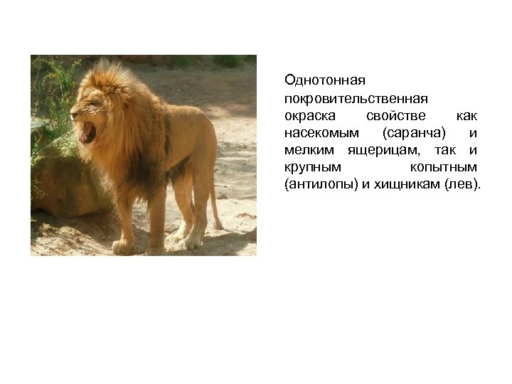 Однотонная покровительственная окраска свойстве как насекомым (саранча) и мелким ящерицам, так и крупным копытным