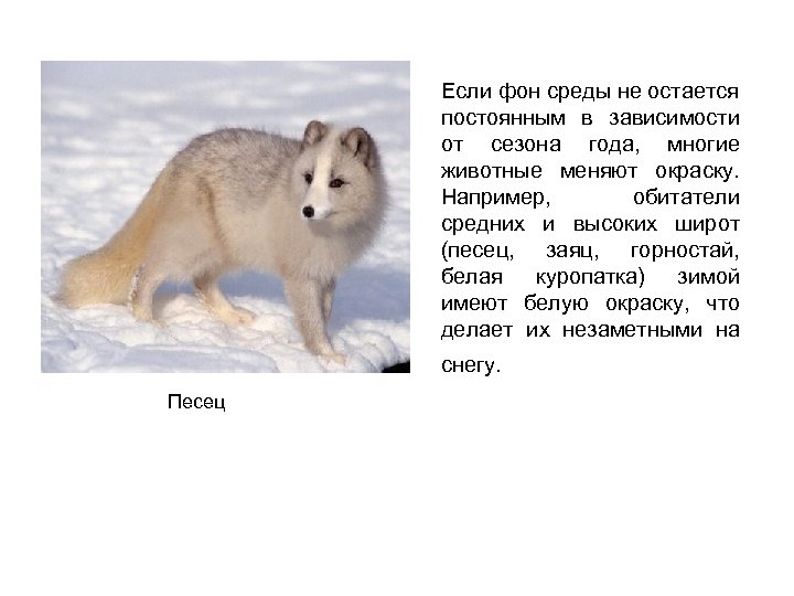 Если фон среды не остается постоянным в зависимости от сезона года, многие животные меняют
